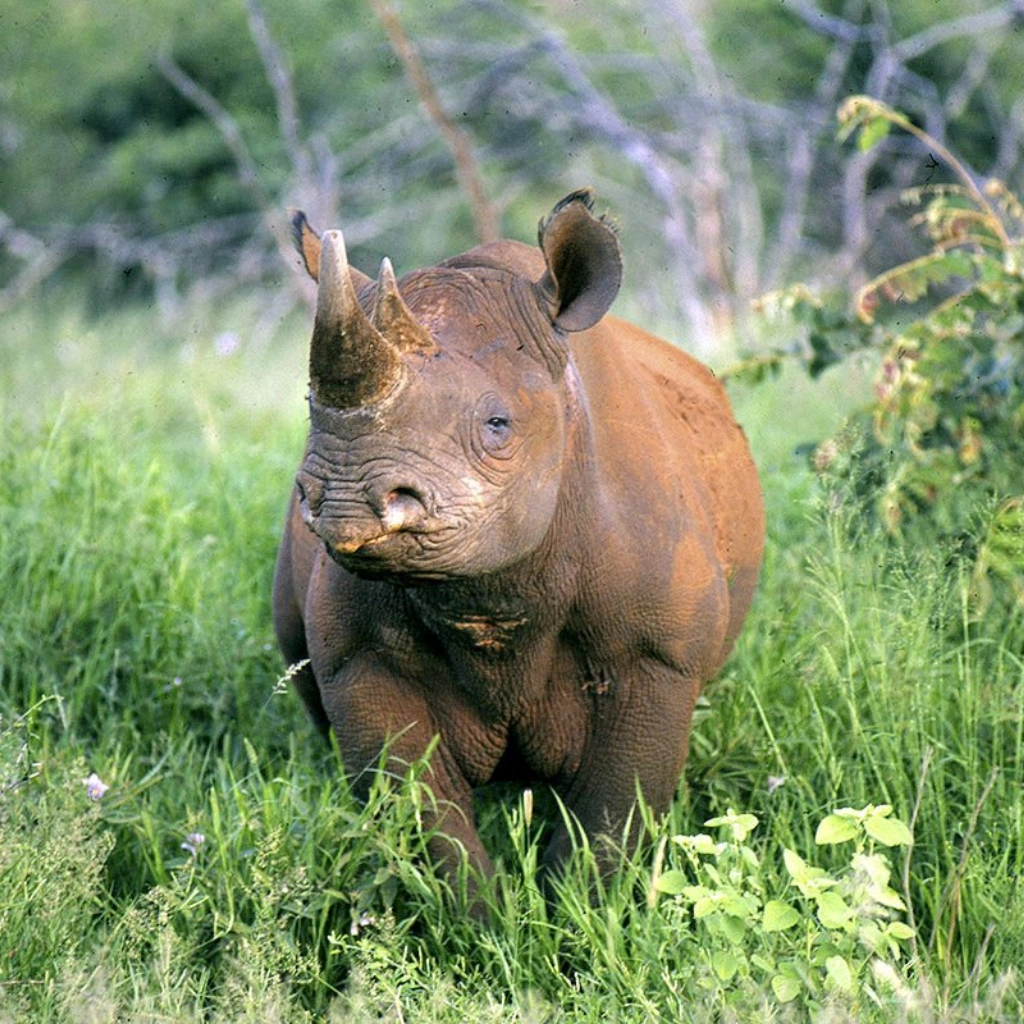10 Days Joy Adamson's Safari Wildlife
