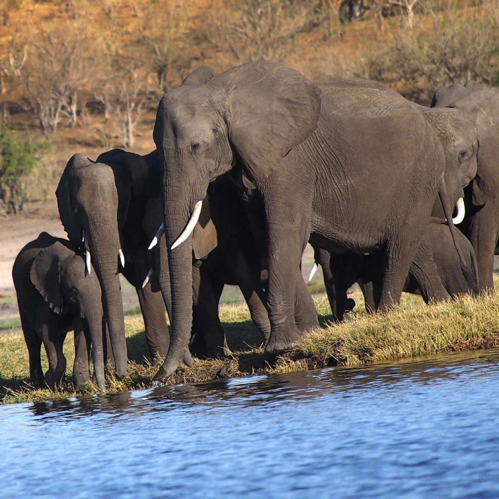 10 Days Joy Adamson's Safari Wildlife