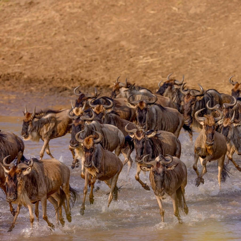 10 Days Joy Adamson's Safari Wildlife