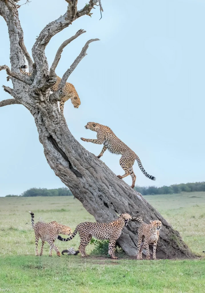 10 Days Joy Adamson's Safari Wildlife