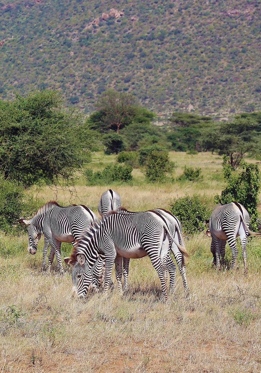 10 Days Joy Adamson's Safari Wildlife