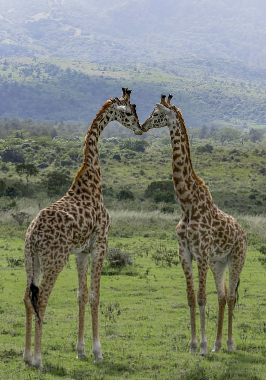 10 Days Joy Adamson's Safari Wildlife