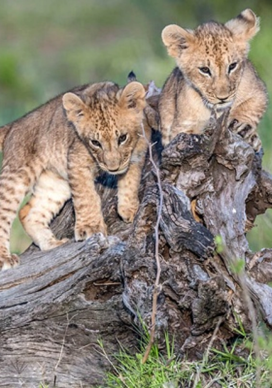10 Days Joy Adamson's Safari Wildlife