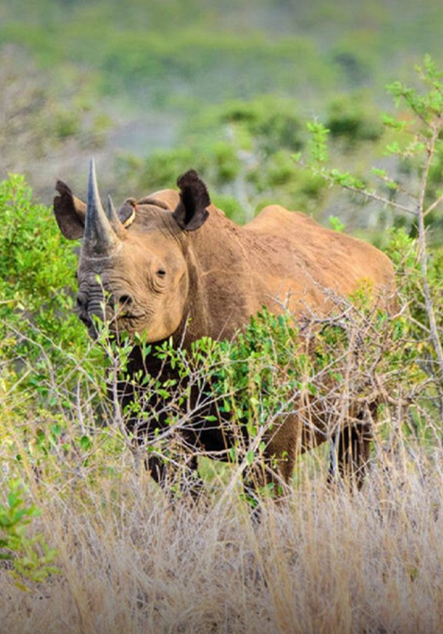 10 Days Joy Adamson's Safari Wildlife