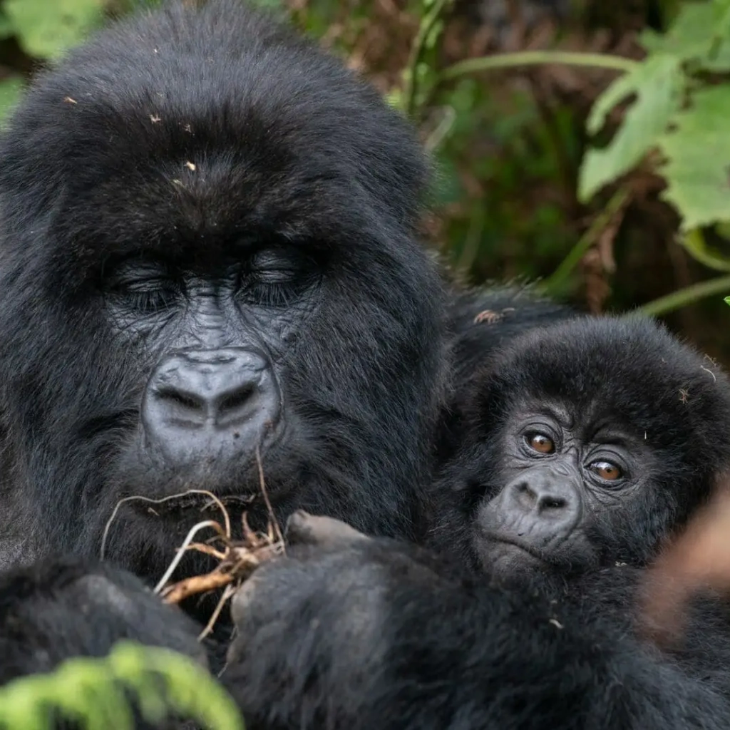 3 Days Dian Fossey Footsteps Attractions