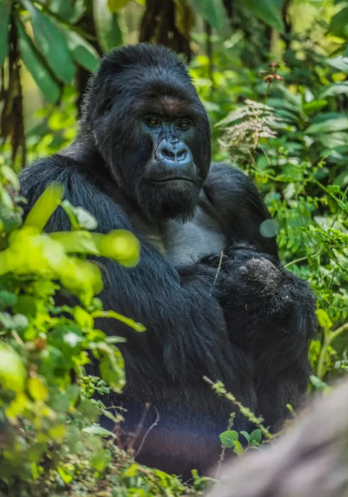 3 Days Dian Fossey Footsteps Attractions