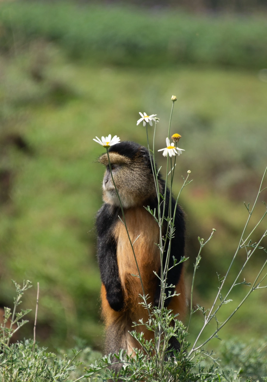 3 Days Dian Fossey Footsteps Attractions