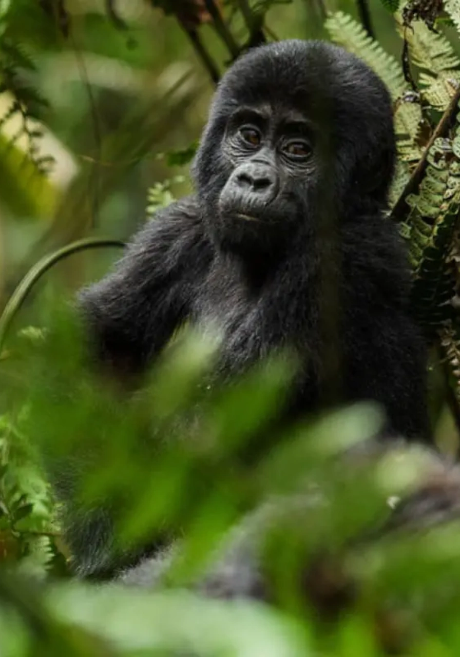 3 Days Dian Fossey Footsteps Attractions