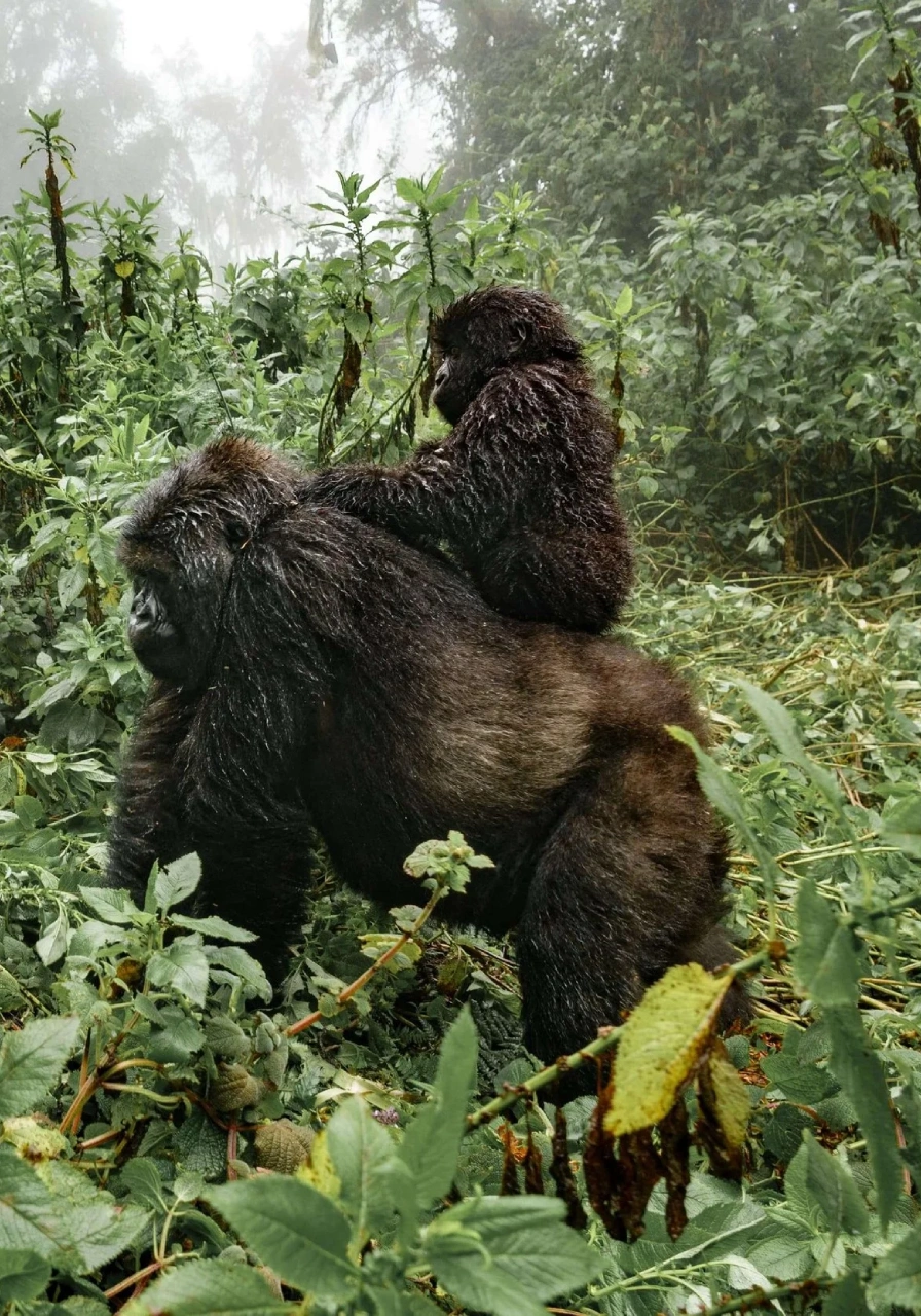 3 Days Dian Fossey Footsteps Attractions