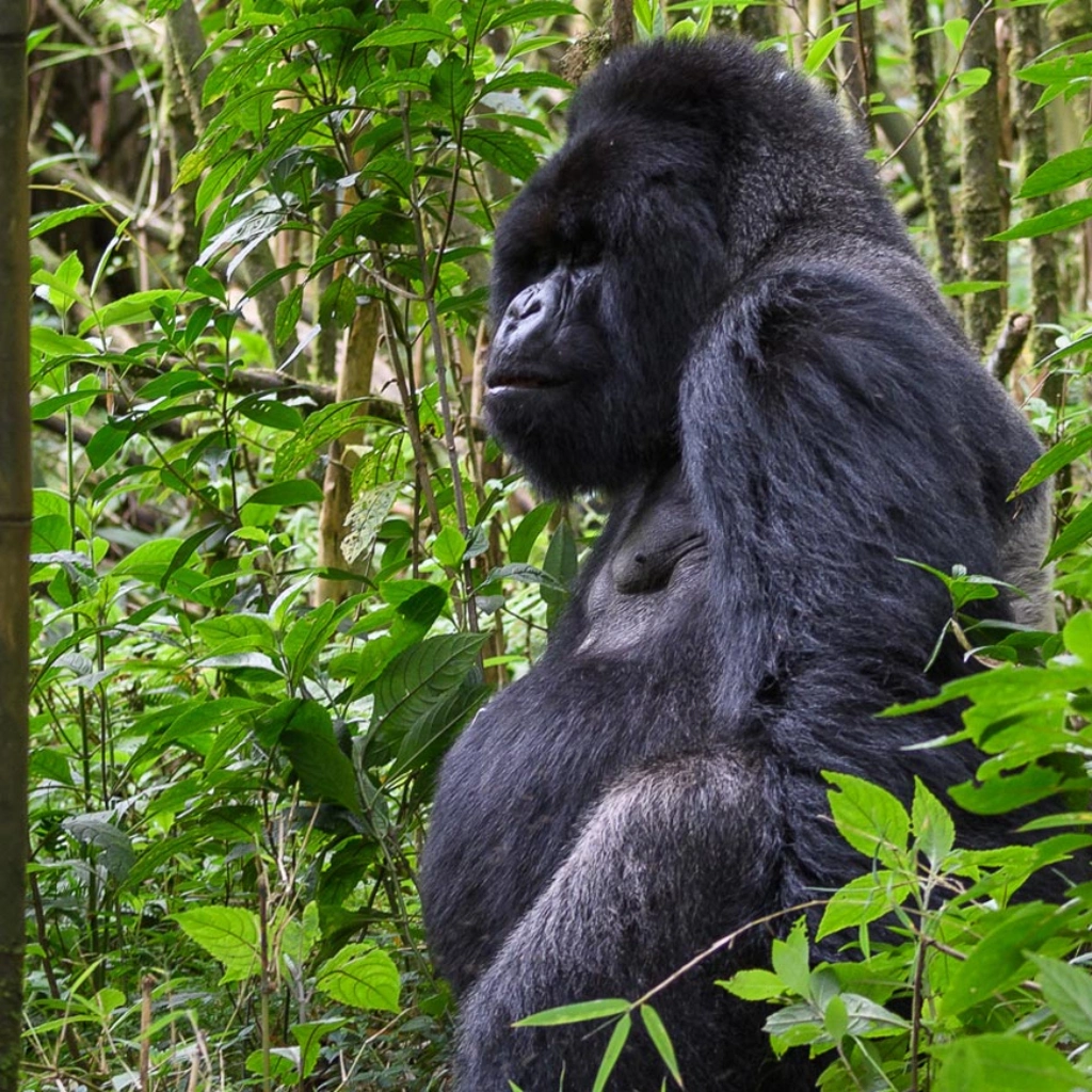 3 Days Dian Fossey Footsteps Attractions