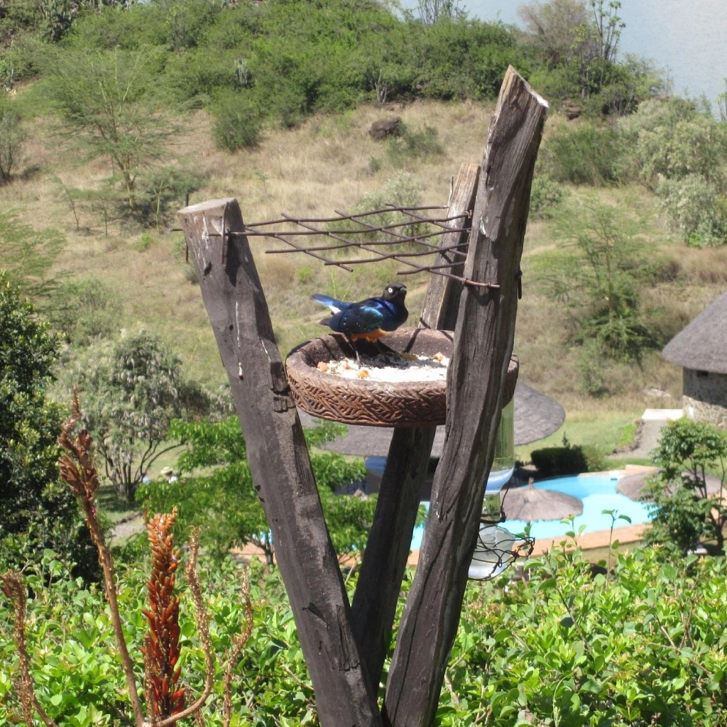 3 Days Lake Elementaita Safari to Serena Hotel Attractions