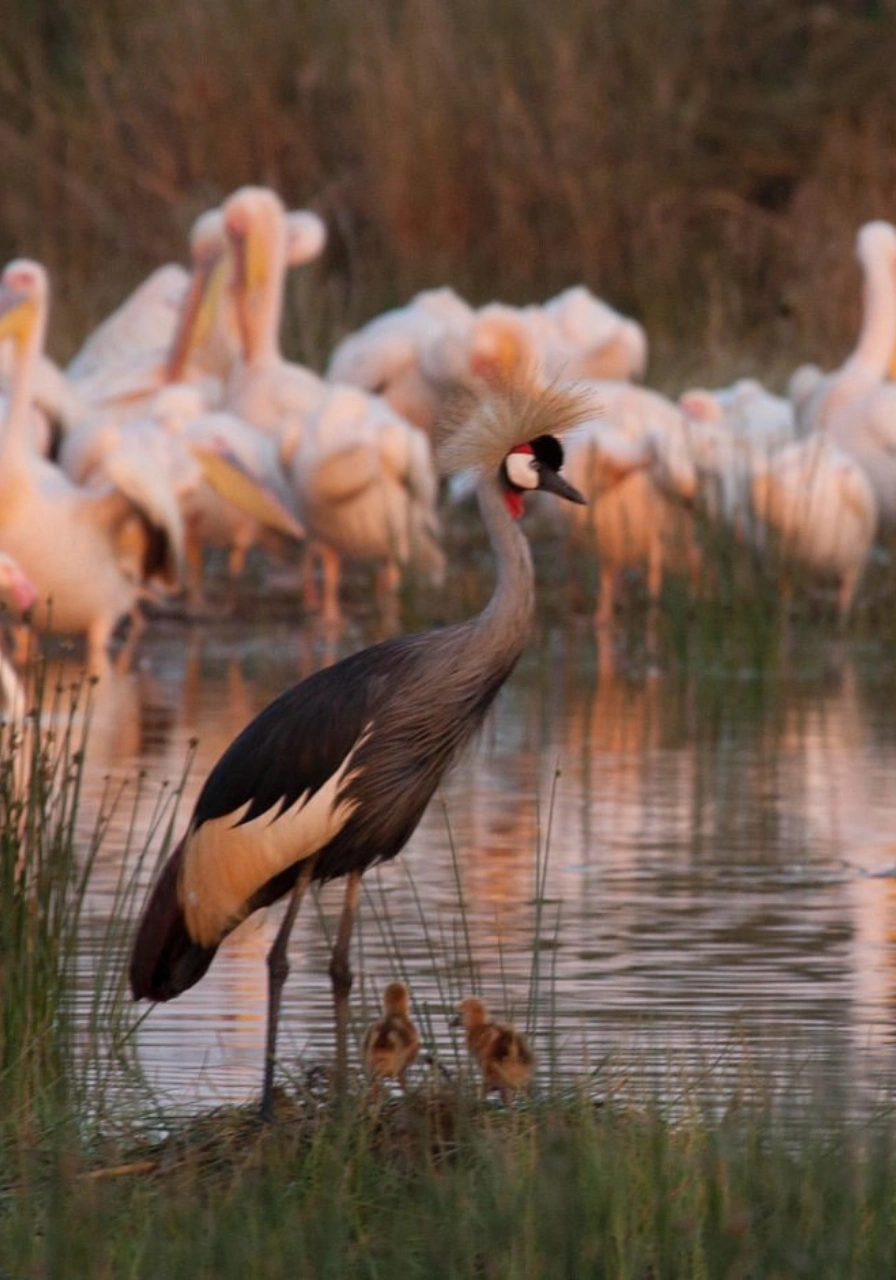 3 Days Lake Elementaita Safari to Serena Hotel Attractions