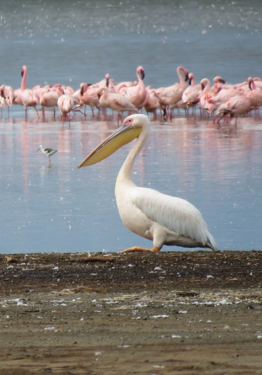 3 Days Lake Elementaita Safari to Serena Hotel Attractions