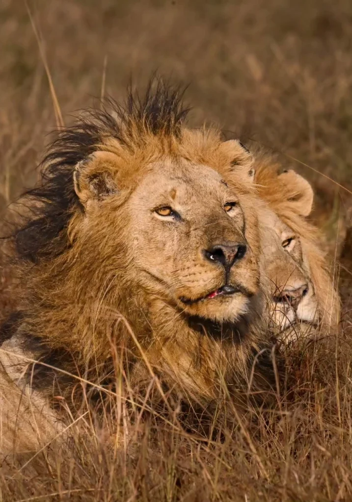 3 Days Masai Mara Safari Wildlife