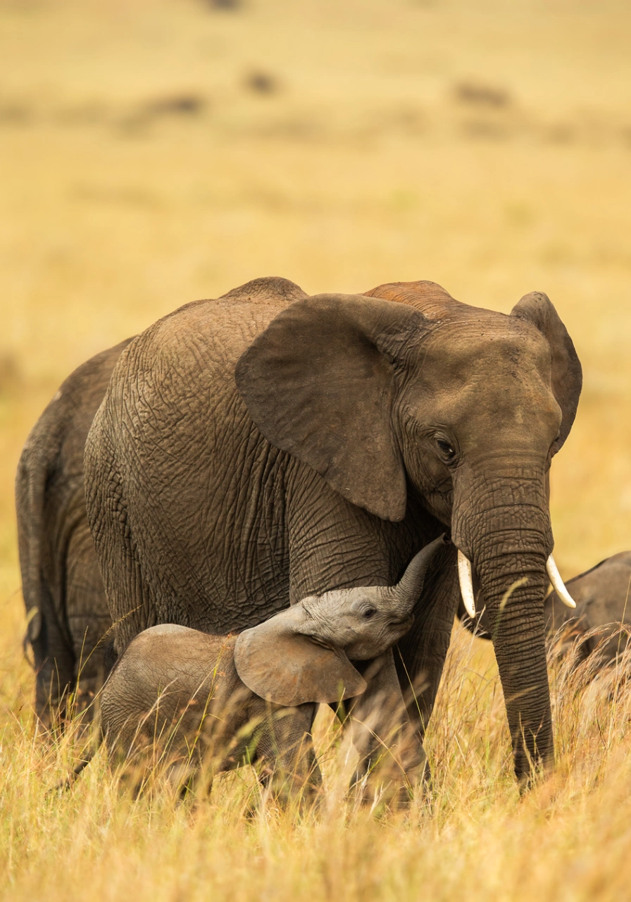 3 Days Masai Mara Safari Attractions