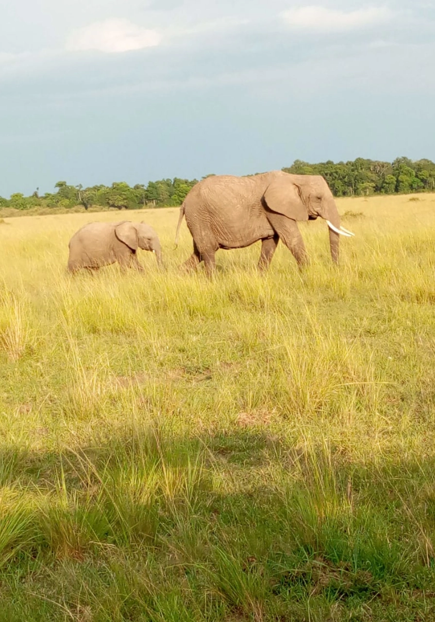 3 Days Masai Mara Safari Attractions