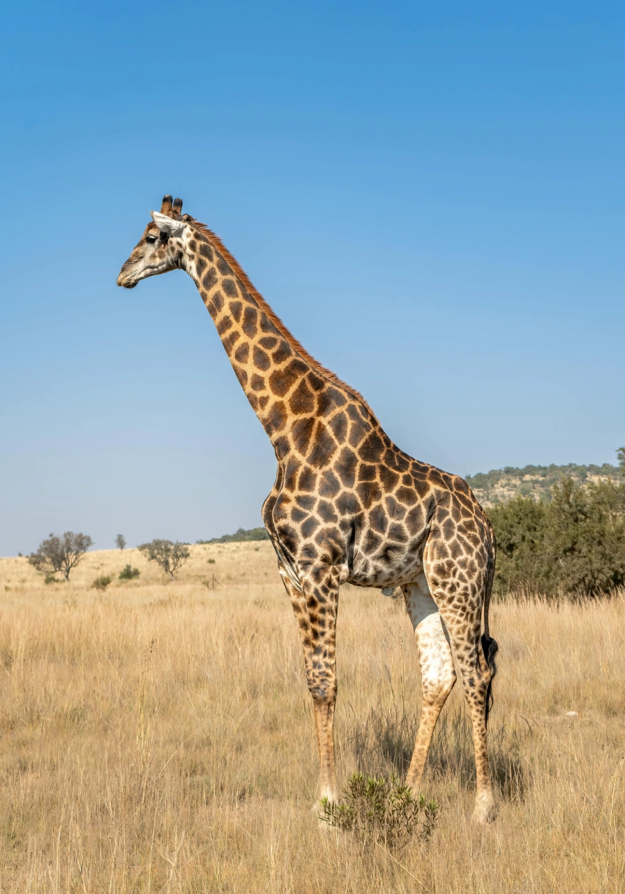 3 Days Masai Mara Safari Attractions