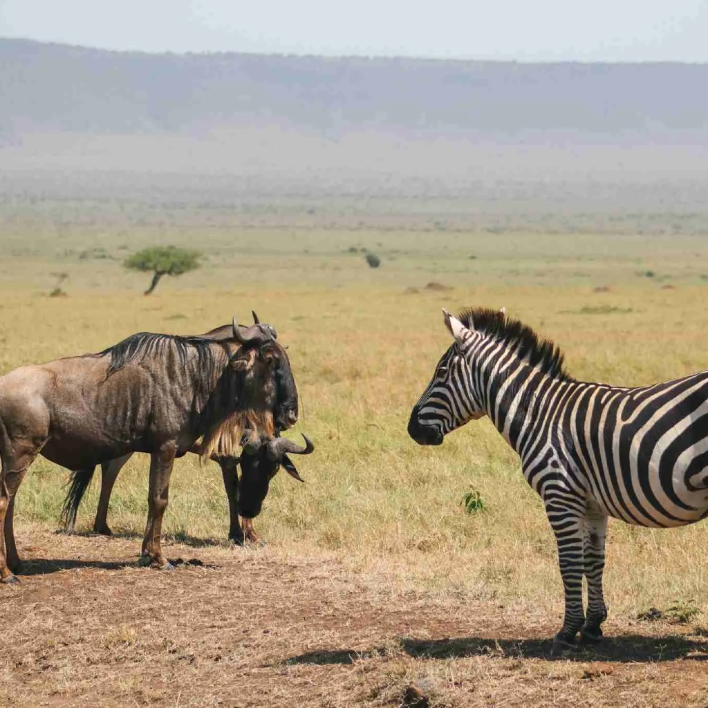 3 Days Masai Mara Safari Wildlife