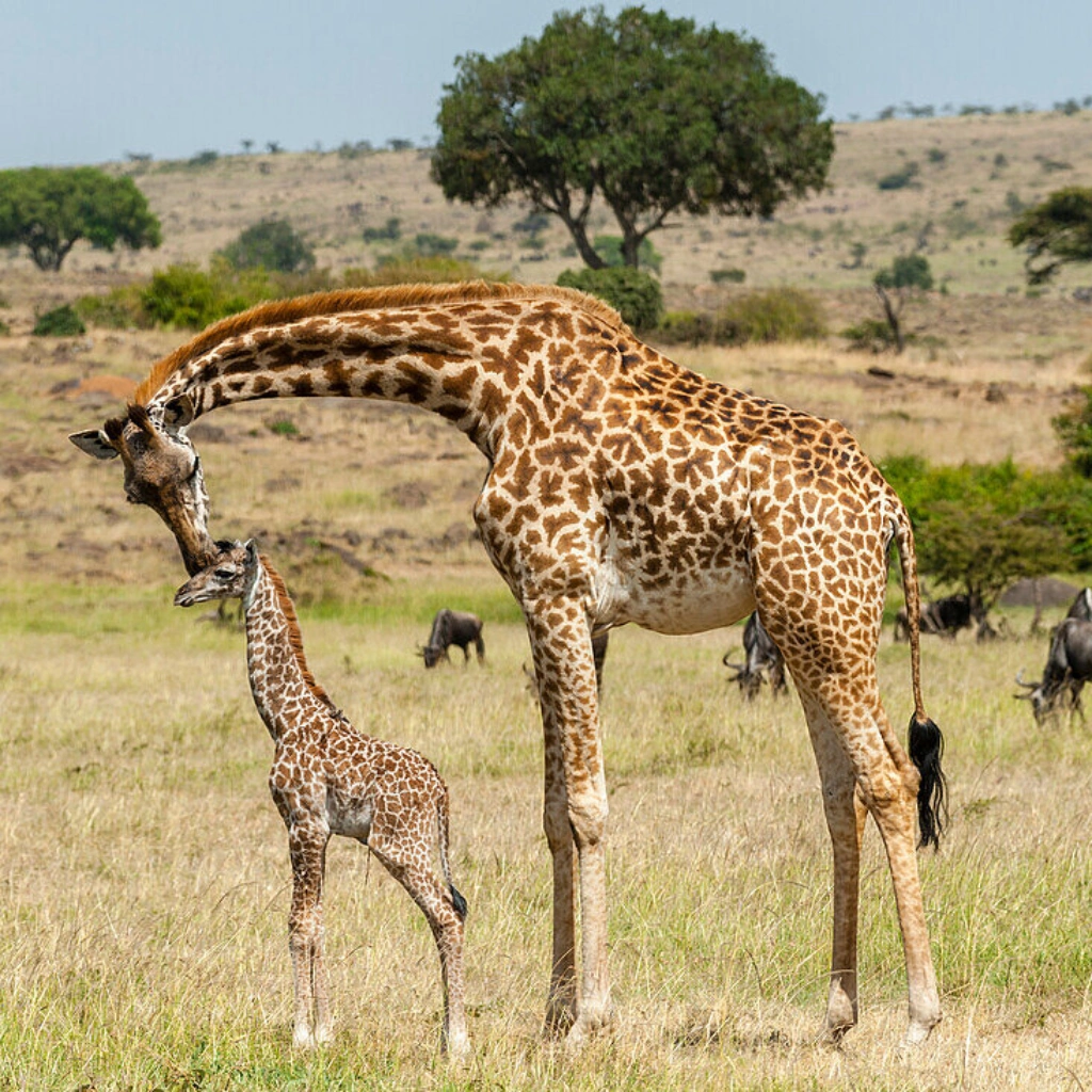 3 Days Masai Mara Safari Wildlife