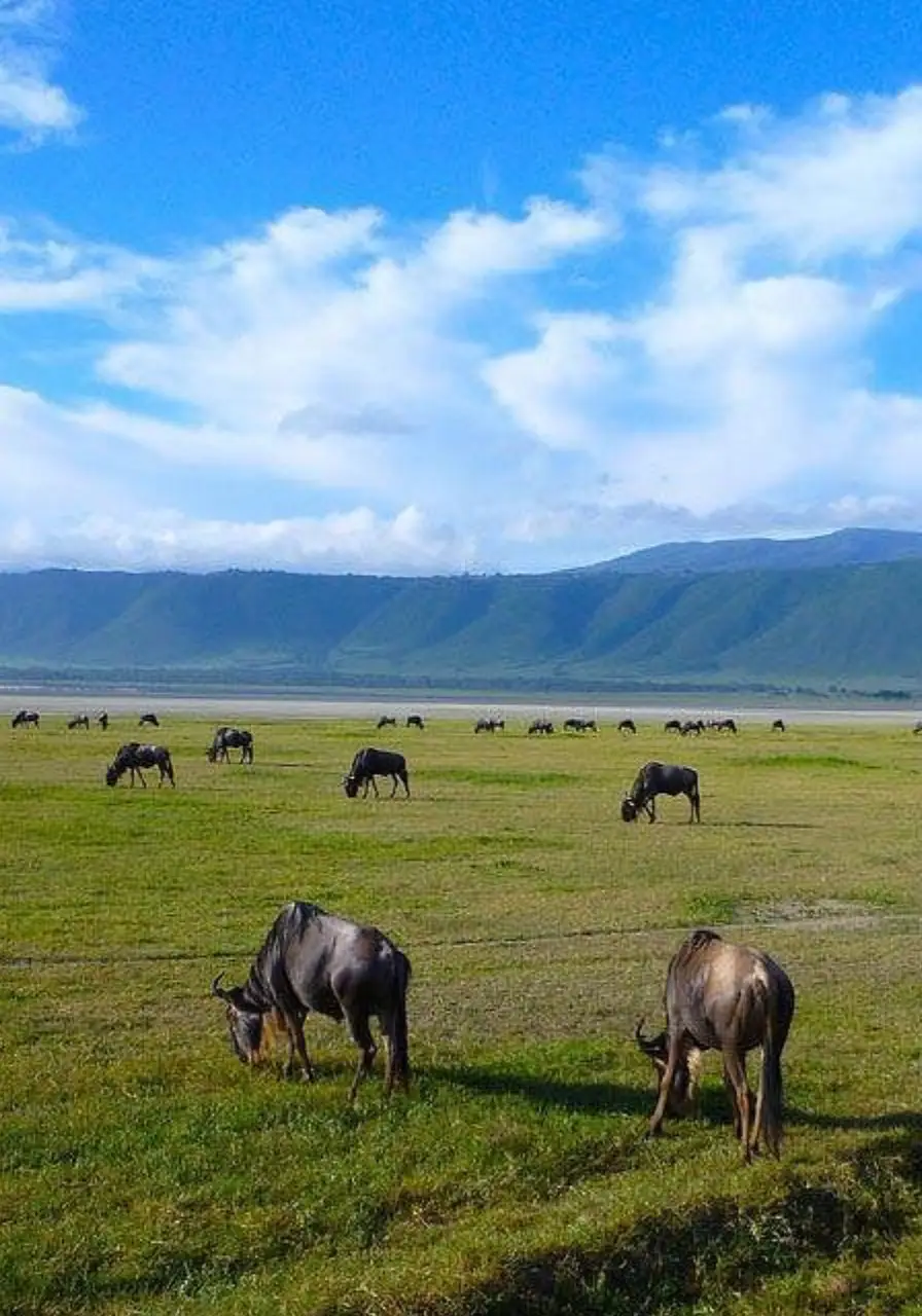 3-days-ngorongoro-manyara-safaris-5