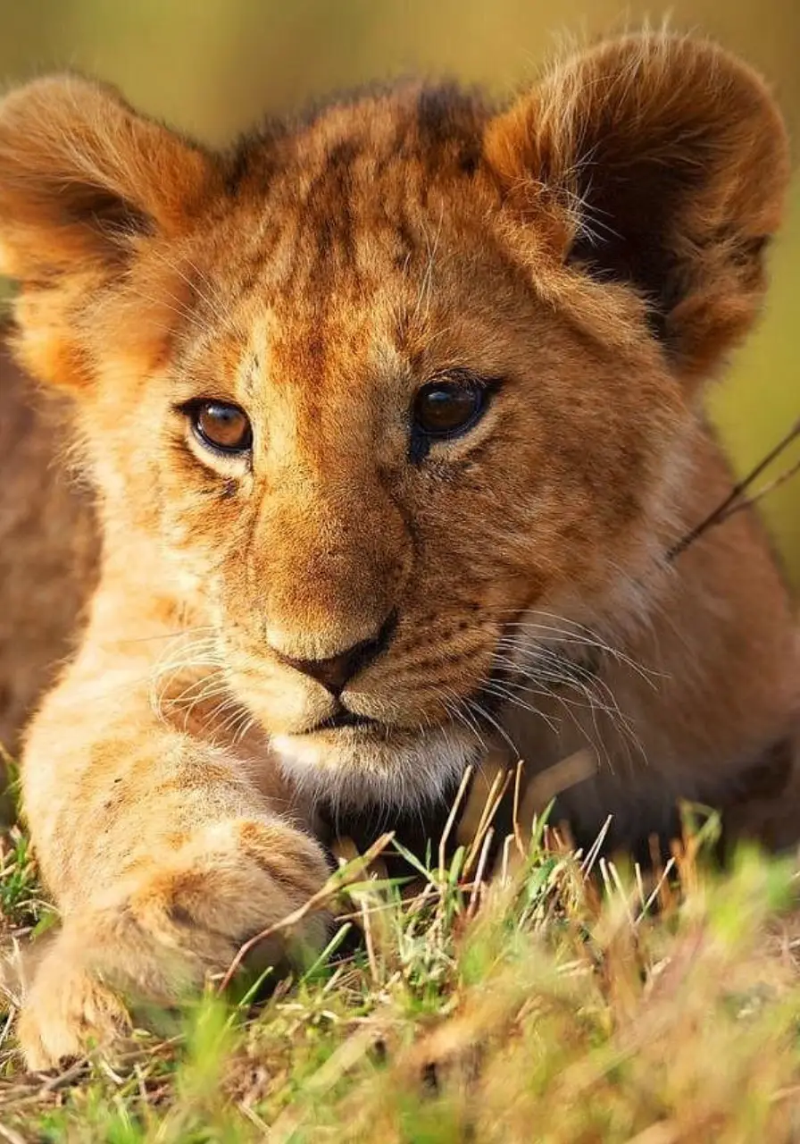 3-days-ngorongoro-manyara-safaris-6