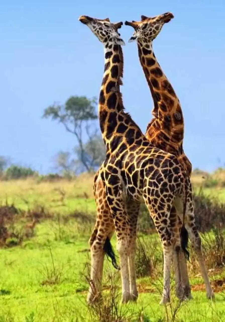 3-days-queen-elizabeth-safari-2