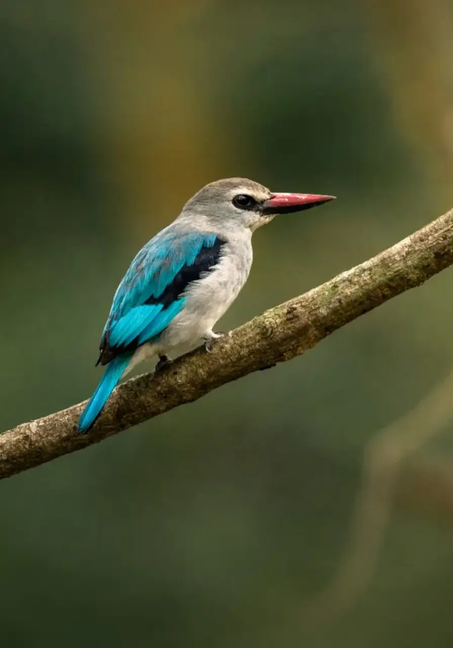 3-days-queen-elizabeth-safari-3