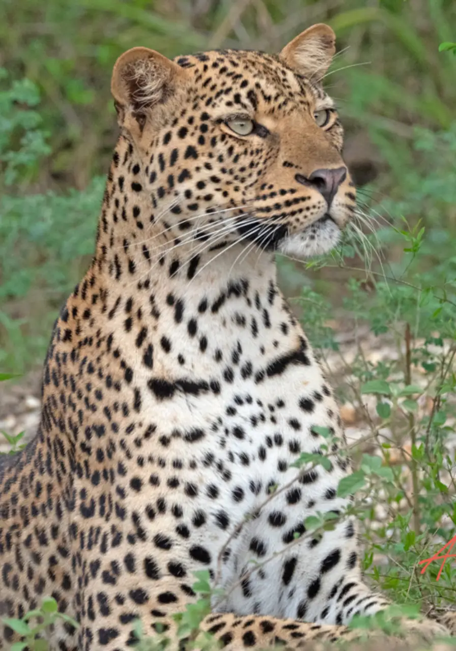 3-days-queen-elizabeth-safari-4