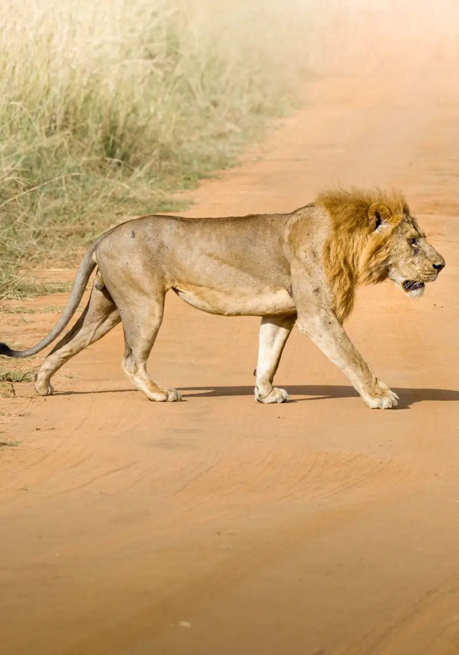 3-days-safari-in-murchison-falls-2