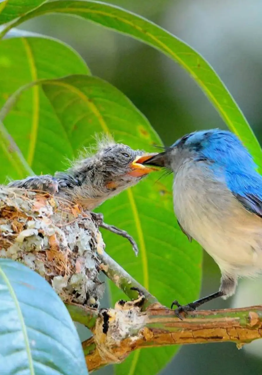 3-days-safari-in-murchison-falls-3