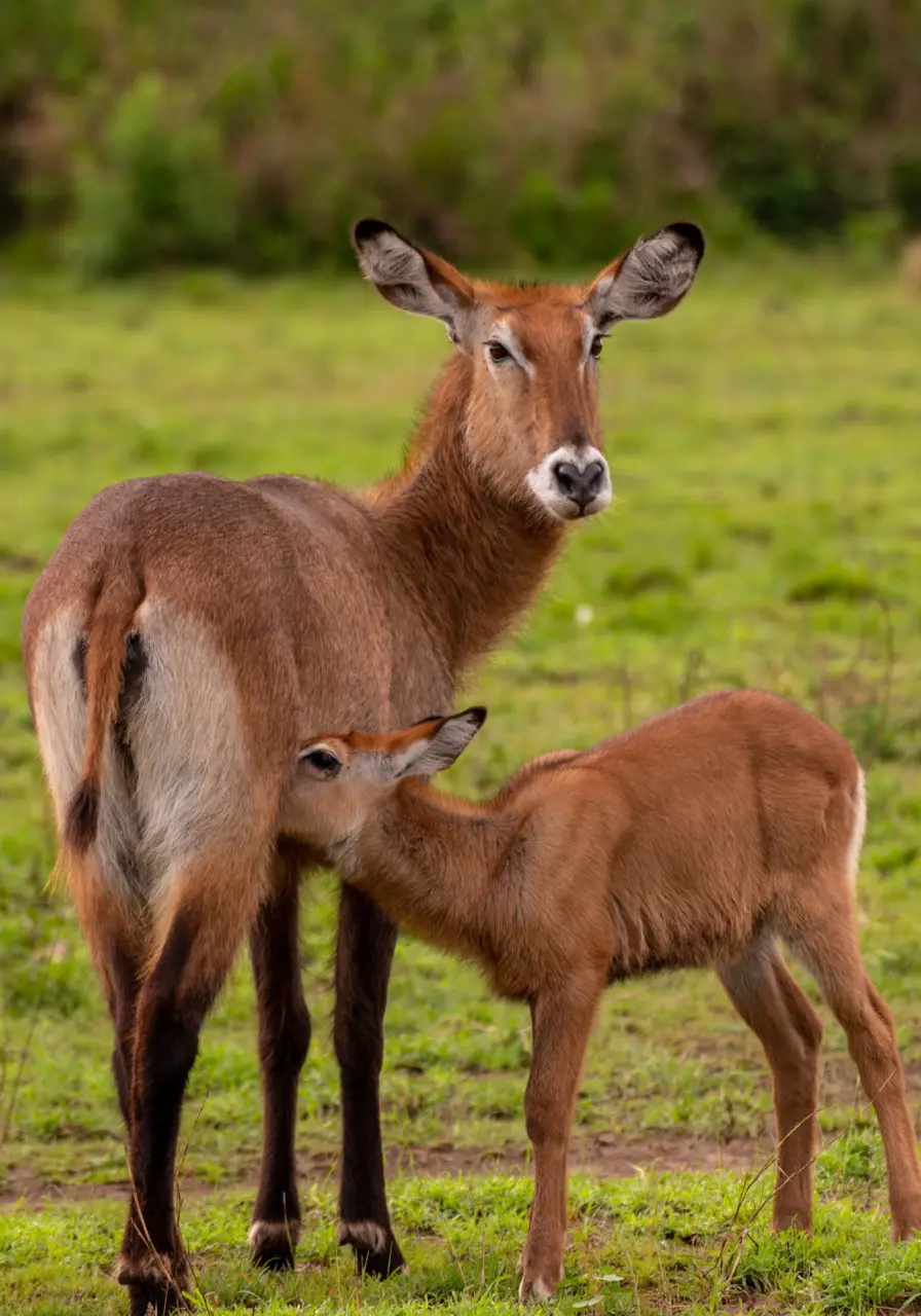 3-days-safari-in-murchison-falls-5