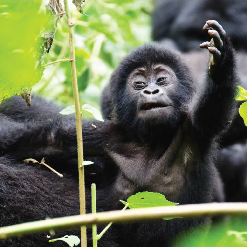 4 Days Drive Gorilla Safari Attractions