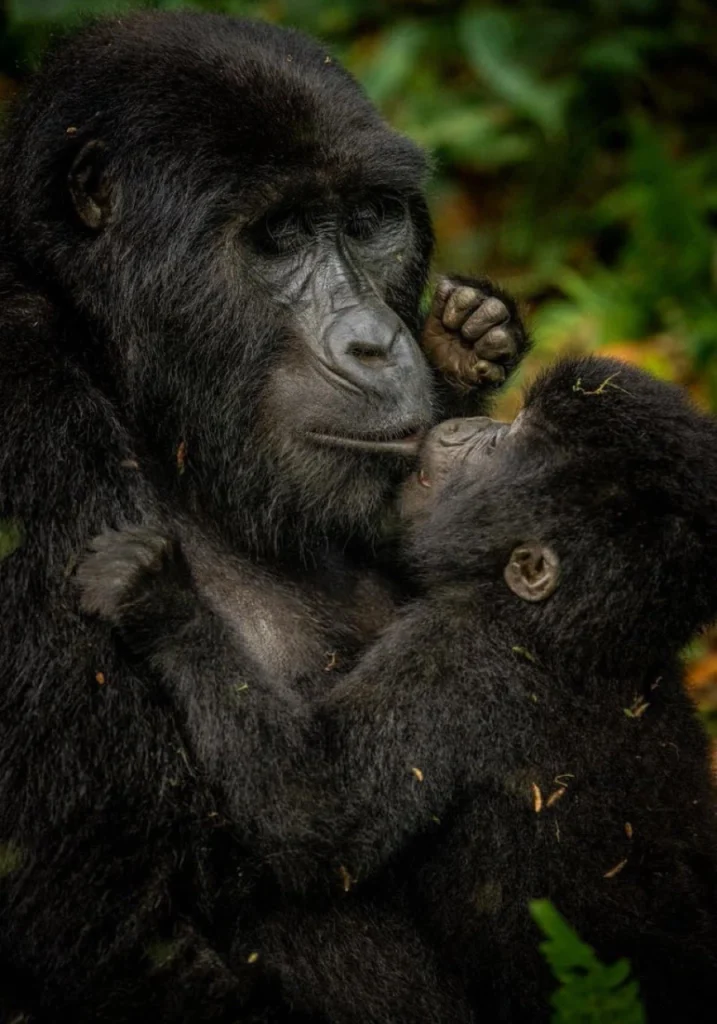 4 Days Drive Gorilla Safari Attractions