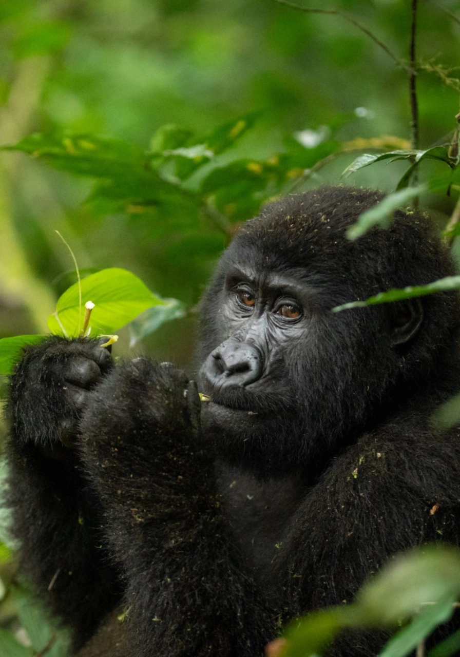 4 Days Drive Gorilla Safari Attractions