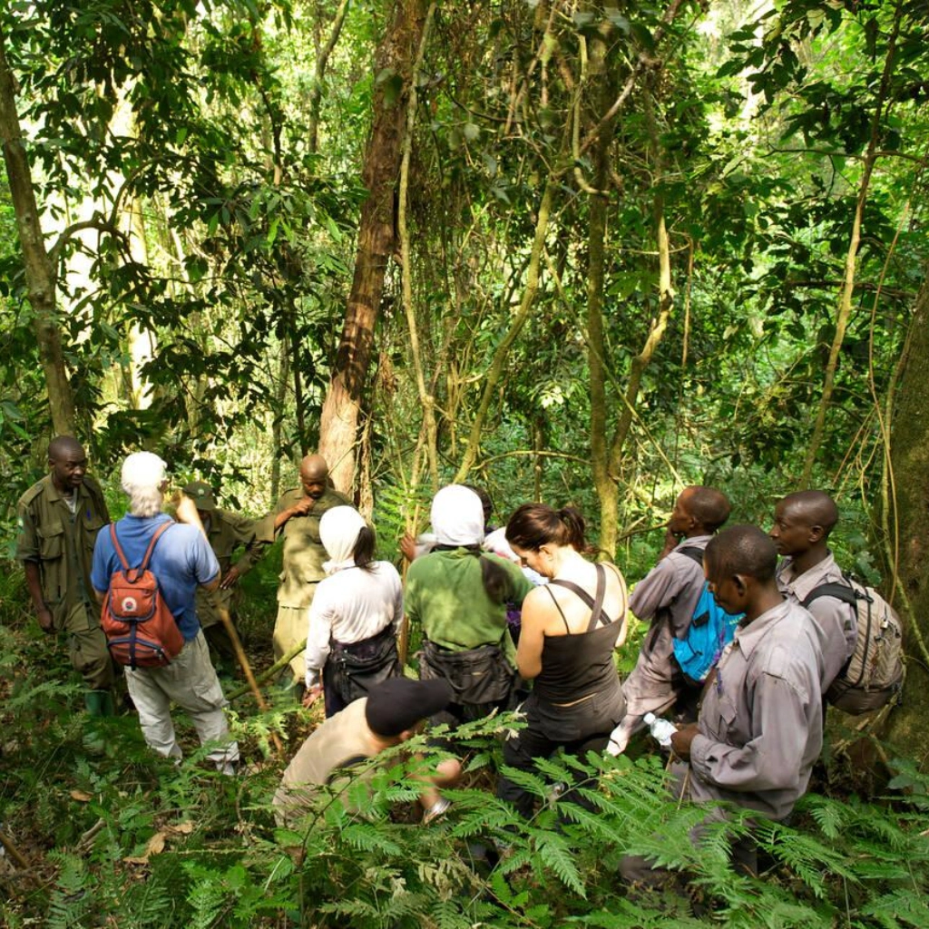 4 Days Drive Gorilla Safari Attractions