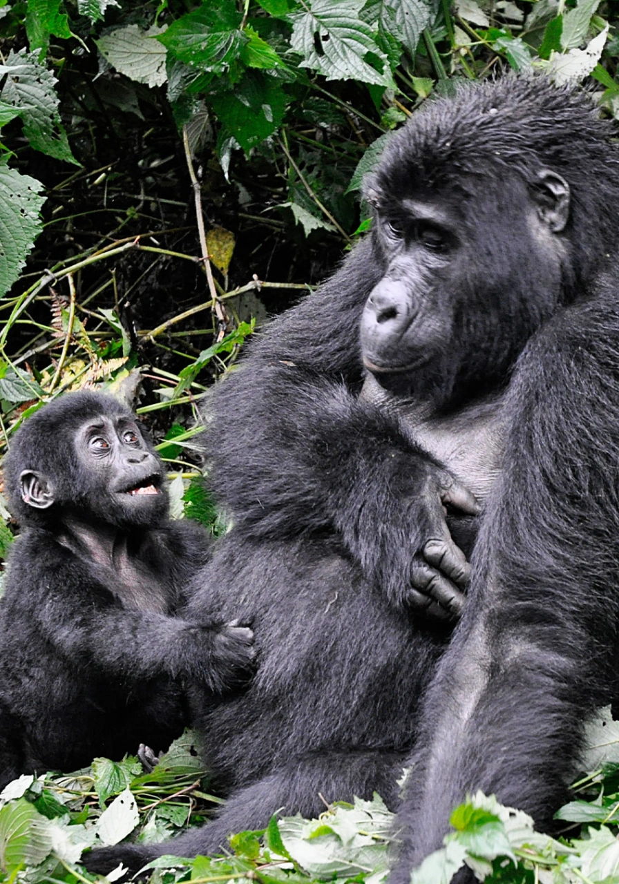 4 Days Drive Gorilla Safari Buhoma Attractions