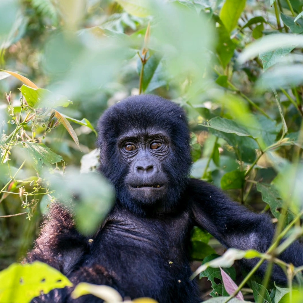 4 Days Drive Gorilla Safari Buhoma Attractions