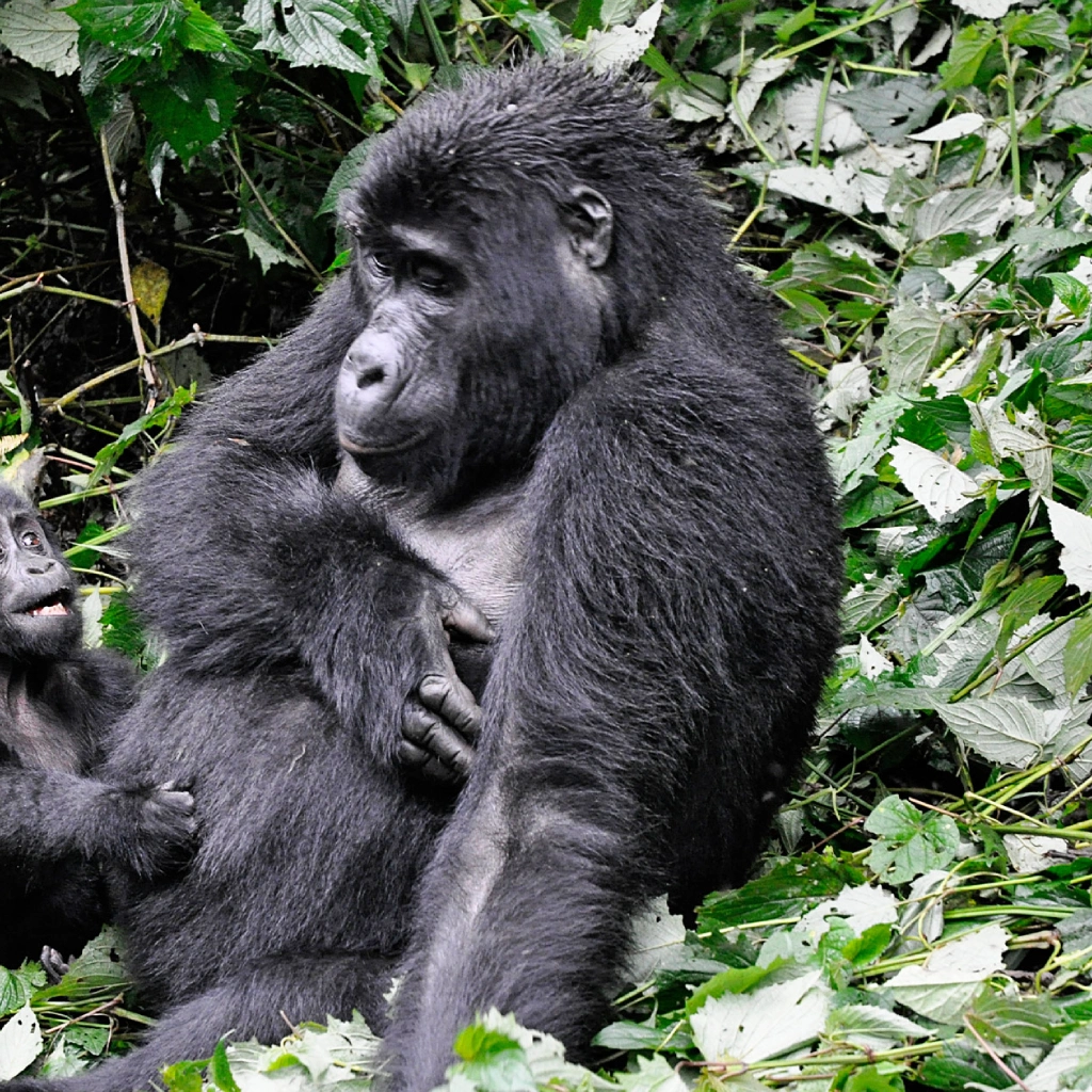 4 Days Drive Gorilla Safari Buhoma Attractions