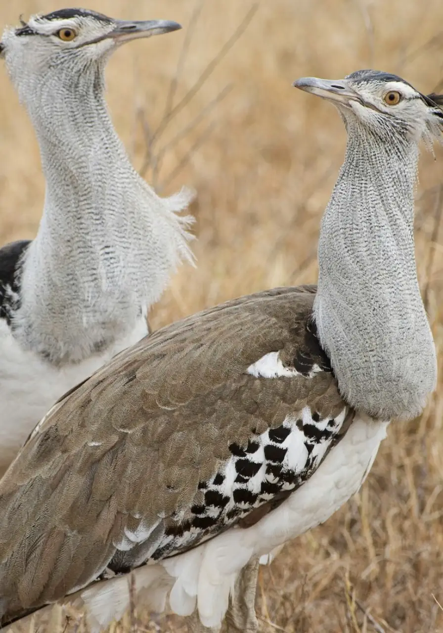 4-days-fly-in-gorilla-safari-2