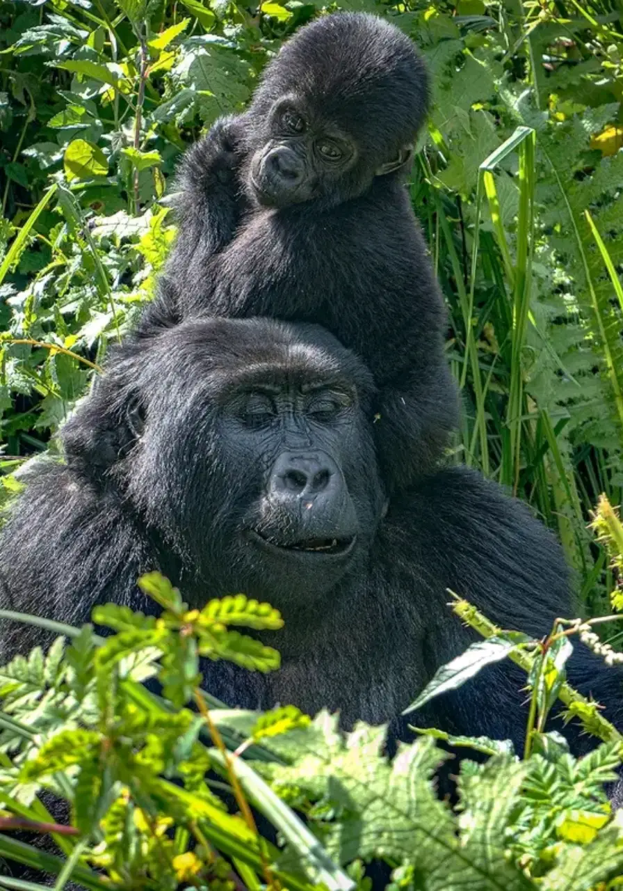 4-days-fly-in-gorilla-safari-4