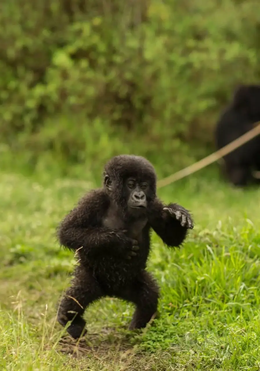 4-days-fly-in-gorilla-safari-6