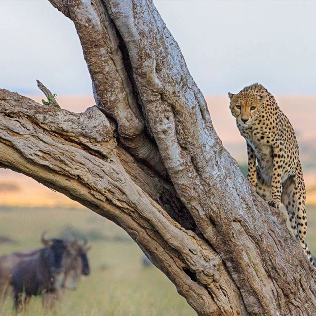 4 Days Masai Mara Safari