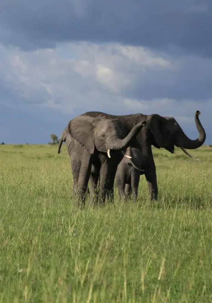 4 Days Masai Mara Safari