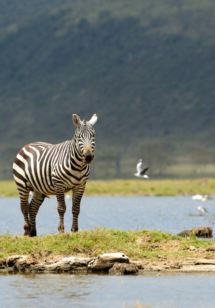 4 Days Masai Mara Safari Attractions