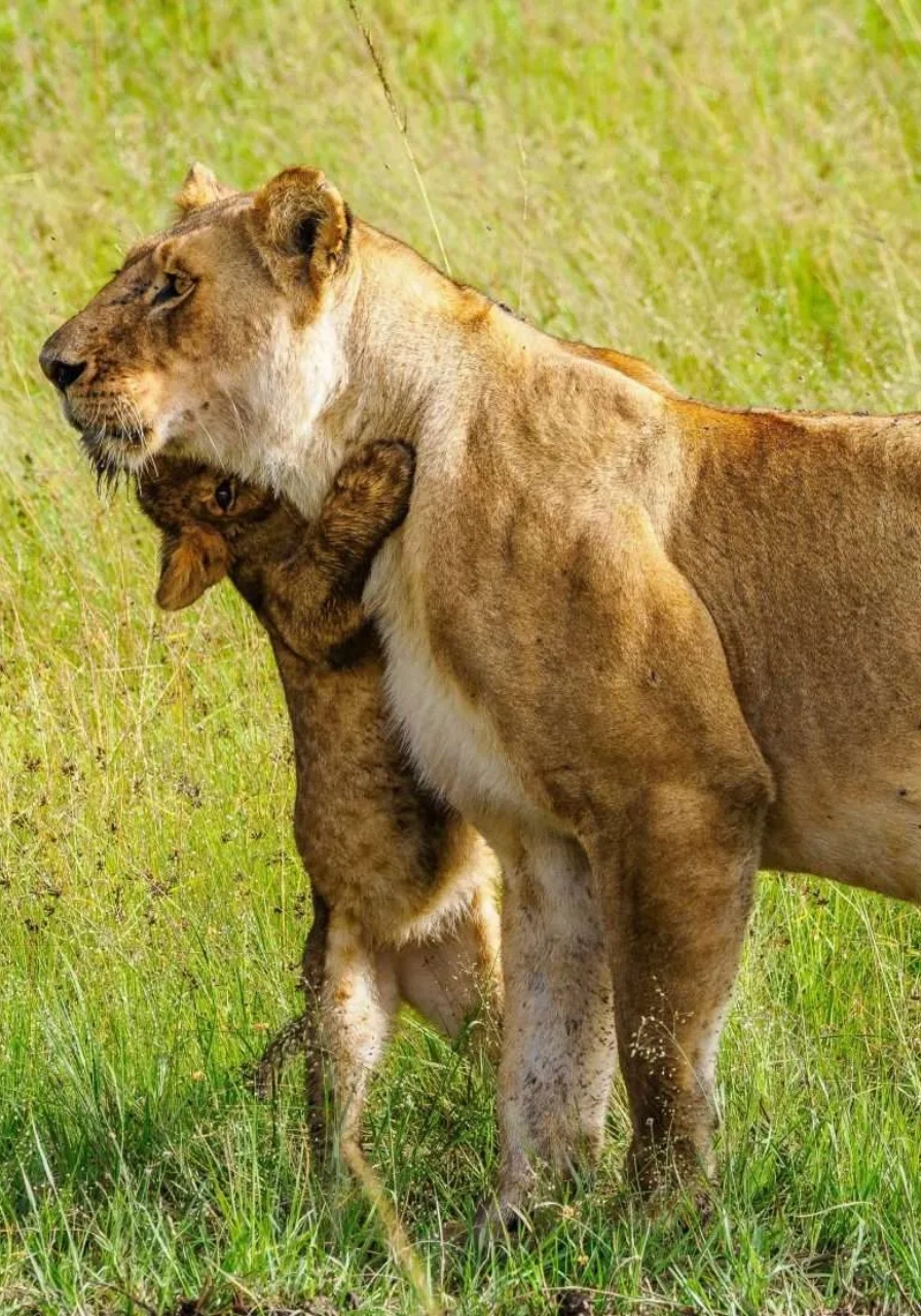 4 Days Masai Mara Safari Attractions