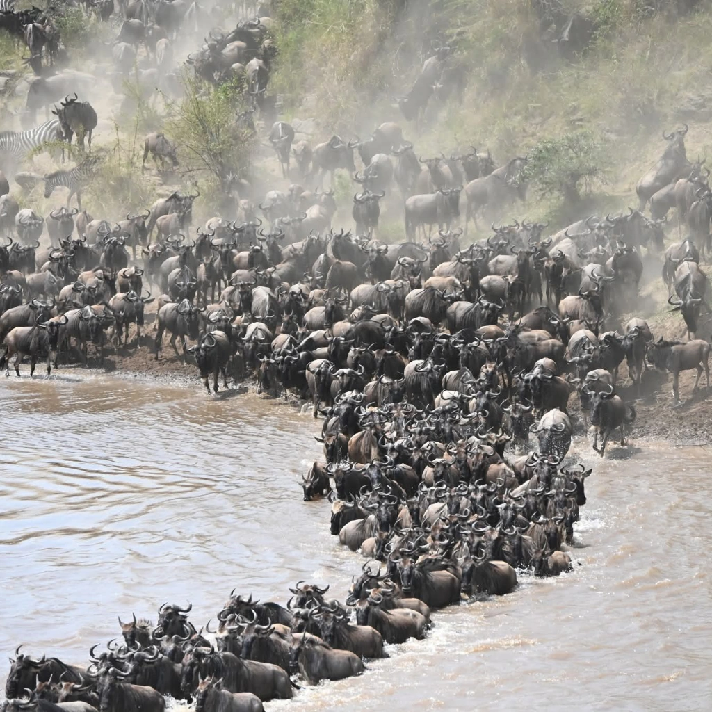 4 Days Masai Mara Safari