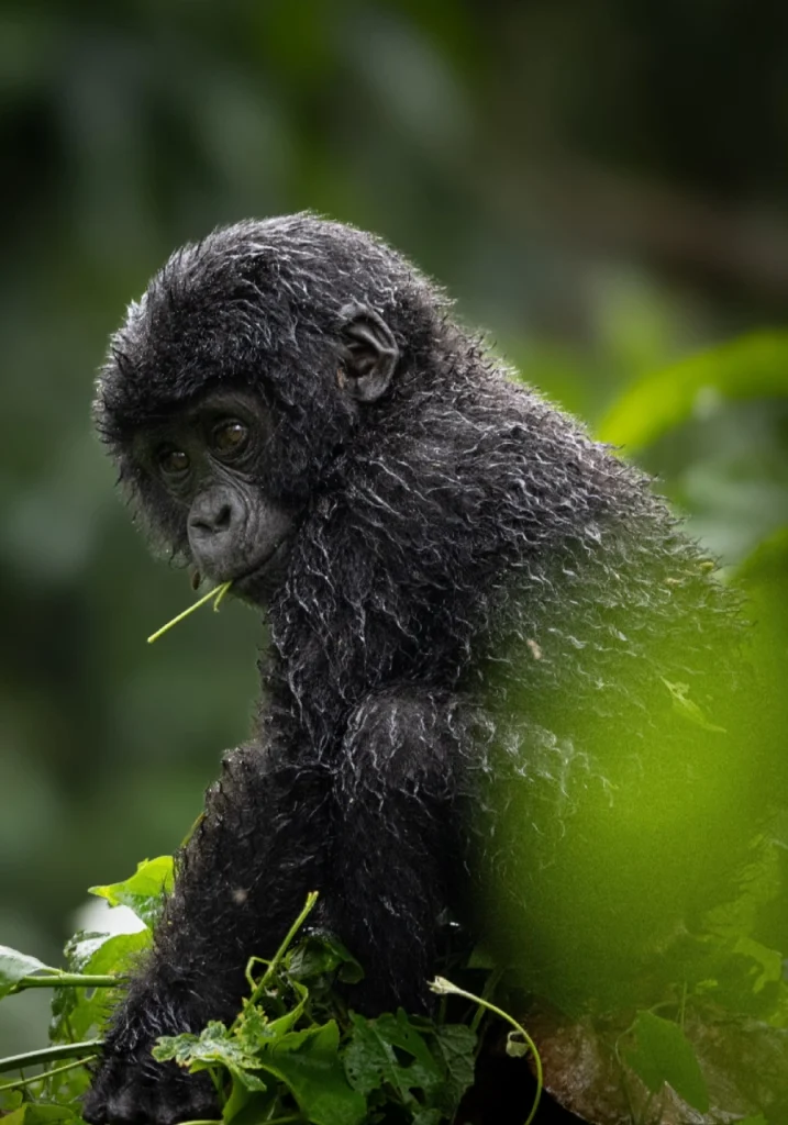 4 Days Uganda Gorilla Trekking Experience Attractions