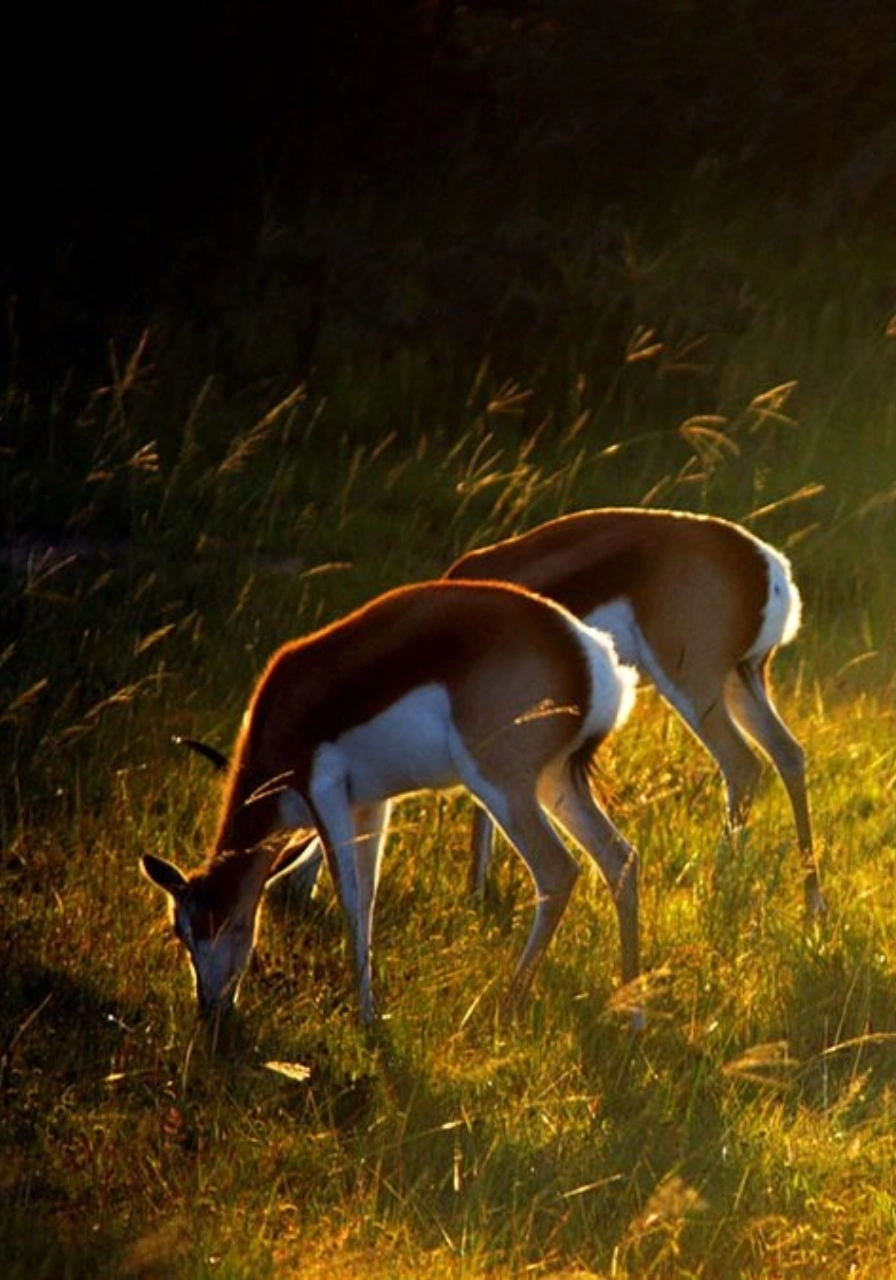 4 Days Uganda Gorilla Trekking Experience Attractions