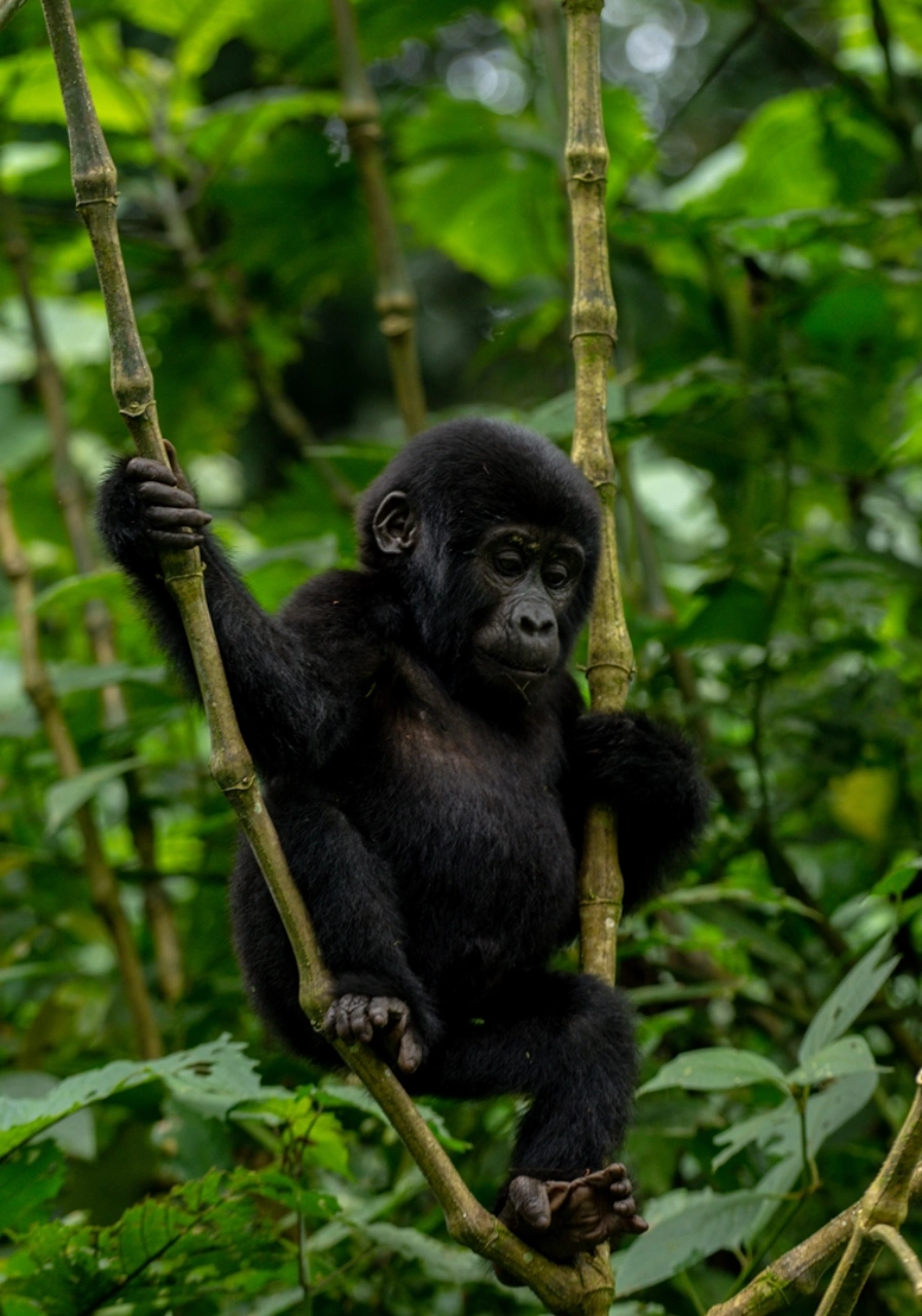 4 Days Uganda Gorilla Trekking Experience Attractions
