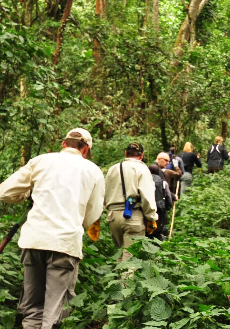 4 Days Uganda Gorilla Trekking Experience Attractions